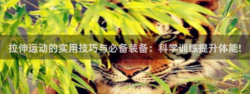 意昂体育4联系电话：拉伸运动的实用技巧与必备装备：科