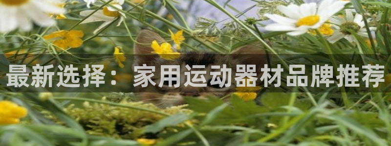 意昂体育4招商电话是多少啊：最新选择：家用运动器材品牌推荐